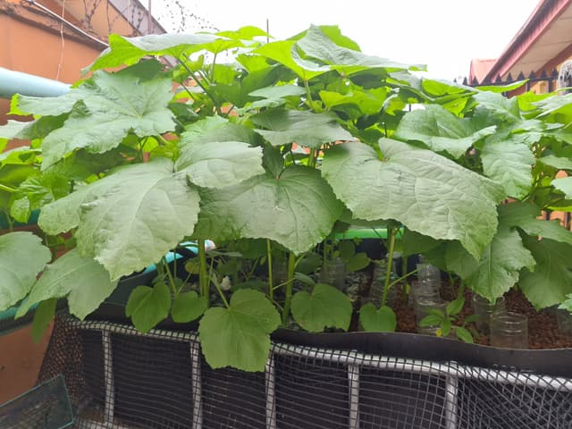 Aquaponics