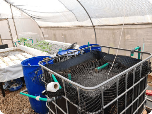 Aquaponics