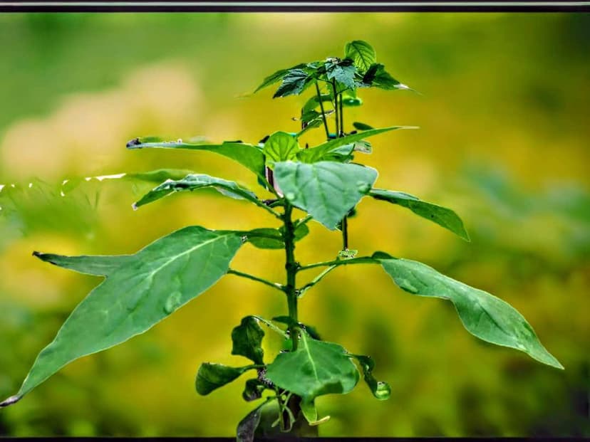 Plant Growing